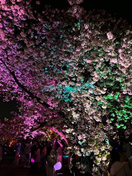 NAKED 桜の新宿御苑 2023に投稿された画像（2023/4/9）