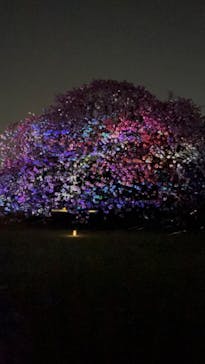 NAKED 桜の新宿御苑 2023に投稿された画像（2023/4/9）