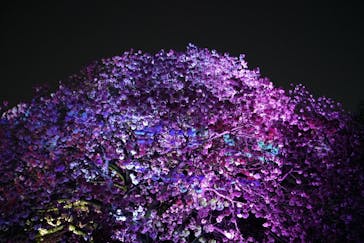 NAKED 桜の新宿御苑 2023に投稿された画像（2023/4/9）