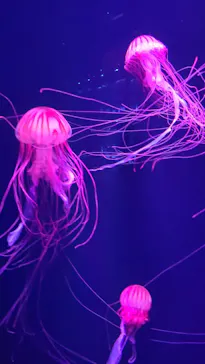 すみだ水族館に投稿された画像（2023/4/9）