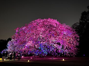 NAKED 桜の新宿御苑 2023に投稿された画像（2023/4/9）