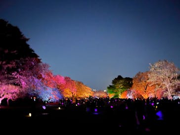 NAKED 桜の新宿御苑 2023に投稿された画像（2023/4/9）