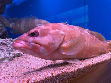 大分マリーンパレス水族館 「うみたまご」に投稿された画像（2023/4/9）