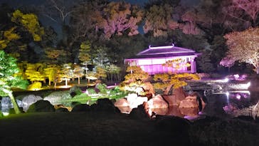 『NAKED FLOWERS 2023 桜 世界遺産・二条城』に投稿された画像（2023/4/9）
