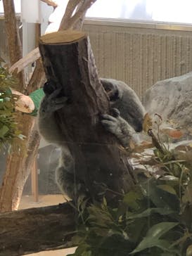 横浜市立金沢動物園に投稿された画像（2023/4/9）