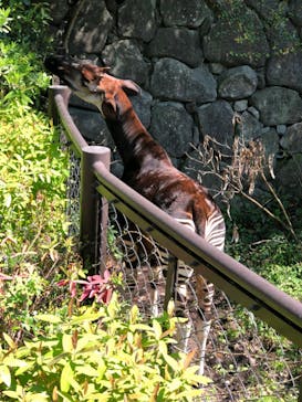 横浜市立金沢動物園に投稿された画像（2023/4/9）