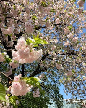 新宿御苑に投稿された画像（2023/4/9）