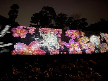 『NAKED FLOWERS 2023 桜 世界遺産・二条城』に投稿された画像（2023/4/9）