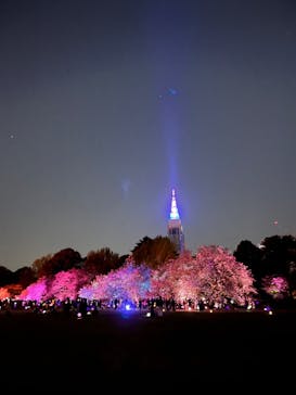 NAKED 桜の新宿御苑 2023に投稿された画像（2023/4/9）