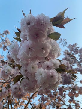 『NAKED FLOWERS 2023 桜 世界遺産・二条城』に投稿された画像（2023/4/9）