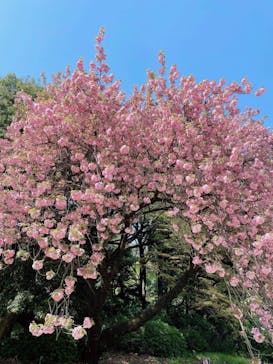 新宿御苑に投稿された画像（2023/4/9）