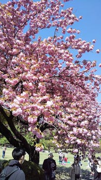 新宿御苑に投稿された画像（2023/4/10）