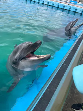 横浜・八景島シーパラダイスに投稿された画像（2023/4/10）