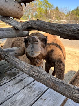 群馬サファリパークに投稿された画像（2023/4/10）