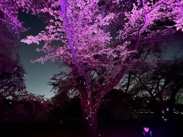 NAKED 桜の新宿御苑 2023に投稿された画像（2023/4/10）