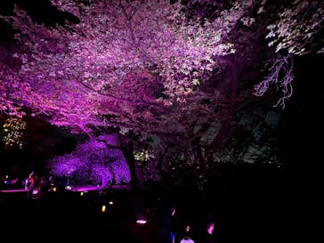 NAKED 桜の新宿御苑 2023に投稿された画像（2023/4/10）