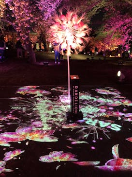 NAKED 桜の新宿御苑 2023に投稿された画像（2023/4/10）