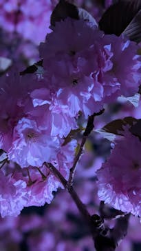 NAKED 桜の新宿御苑 2023に投稿された画像（2023/4/10）