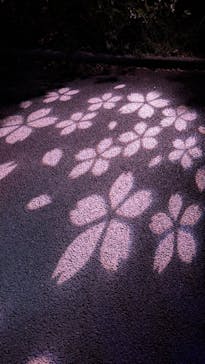 NAKED 桜の新宿御苑 2023に投稿された画像（2023/4/10）