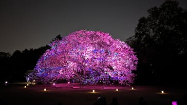 NAKED 桜の新宿御苑 2023に投稿された画像（2023/4/10）