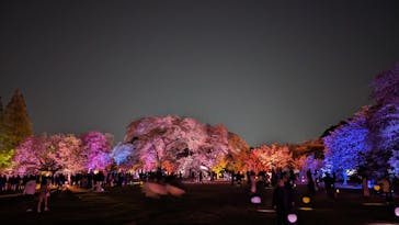 NAKED 桜の新宿御苑 2023に投稿された画像（2023/4/10）