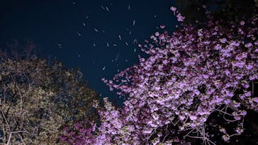 NAKED 桜の新宿御苑 2023に投稿された画像（2023/4/10）