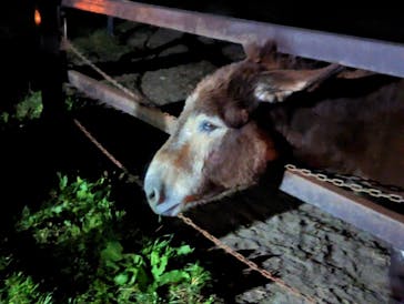 群馬サファリパークに投稿された画像（2023/4/9）