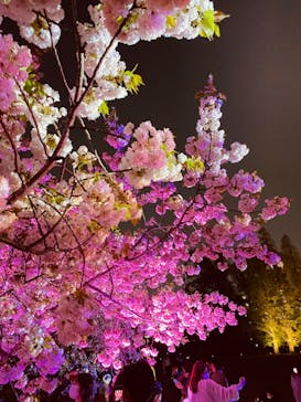 NAKED 桜の新宿御苑 2023に投稿された画像（2023/4/10）