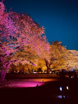 NAKED 桜の新宿御苑 2023に投稿された画像（2023/4/10）