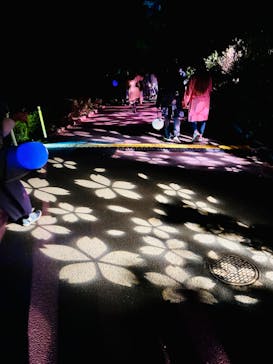 NAKED 桜の新宿御苑 2023に投稿された画像（2023/4/10）