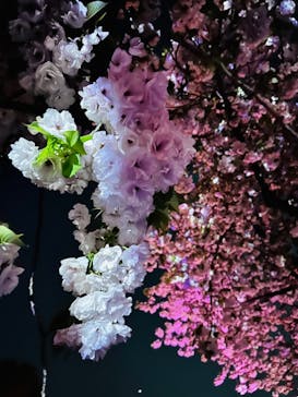 NAKED 桜の新宿御苑 2023に投稿された画像（2023/4/10）