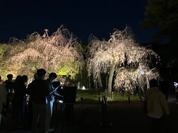 『NAKED FLOWERS 2023 桜 世界遺産・二条城』に投稿された画像（2023/4/10）