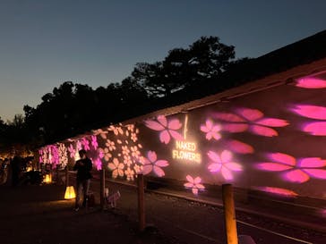 『NAKED FLOWERS 2023 桜 世界遺産・二条城』に投稿された画像（2023/4/10）