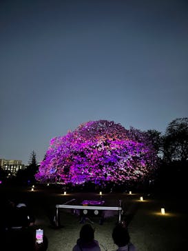 NAKED 桜の新宿御苑 2023に投稿された画像（2023/4/10）