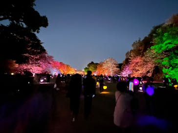 NAKED 桜の新宿御苑 2023に投稿された画像（2023/4/10）