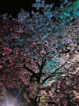 NAKED 桜の新宿御苑 2023に投稿された画像（2023/4/10）