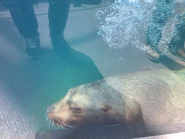 環境水族館アクアマリンふくしまに投稿された画像（2023/4/10）