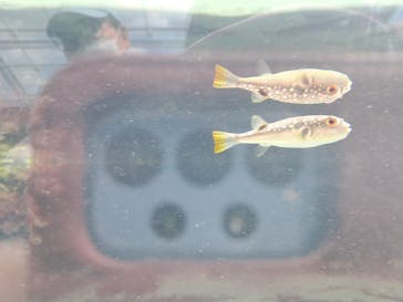 環境水族館アクアマリンふくしまに投稿された画像（2023/4/10）