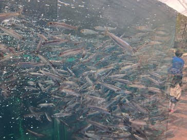 環境水族館アクアマリンふくしまに投稿された画像（2023/4/10）