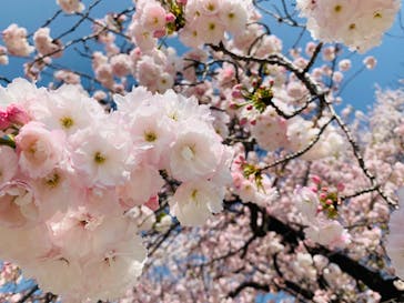 新宿御苑に投稿された画像（2023/4/10）