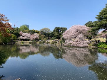 新宿御苑に投稿された画像（2023/4/10）