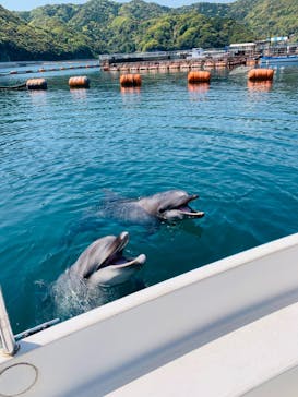 うみたま体験パーク 「つくみイルカ島」に投稿された画像（2023/4/10）