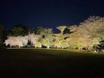 『NAKED FLOWERS 2023 桜 世界遺産・二条城』に投稿された画像（2023/4/10）