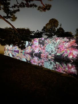 『NAKED FLOWERS 2023 桜 世界遺産・二条城』に投稿された画像（2023/4/10）