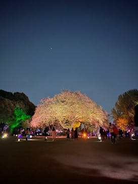 NAKED 桜の新宿御苑 2023に投稿された画像（2023/4/10）