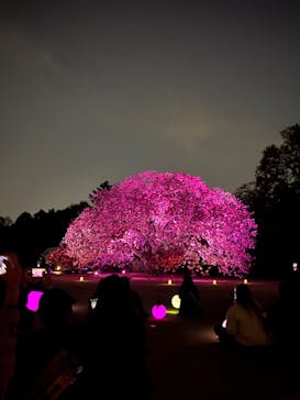 NAKED 桜の新宿御苑 2023に投稿された画像（2023/4/10）