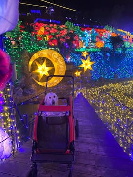 伊豆ぐらんぱる公園に投稿された画像（2023/4/10）