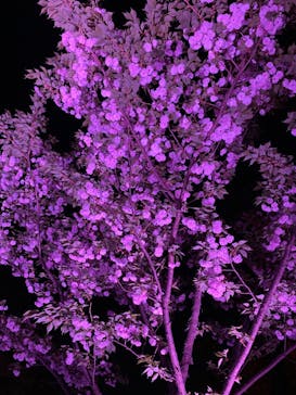 NAKED 桜の新宿御苑 2023に投稿された画像（2023/4/10）