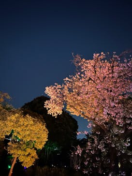 NAKED 桜の新宿御苑 2023に投稿された画像（2023/4/10）