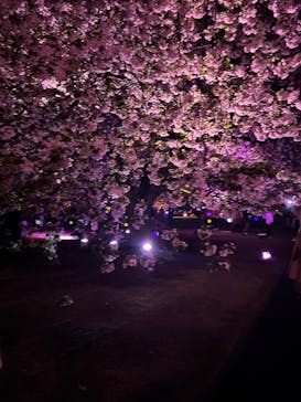 NAKED 桜の新宿御苑 2023に投稿された画像（2023/4/10）